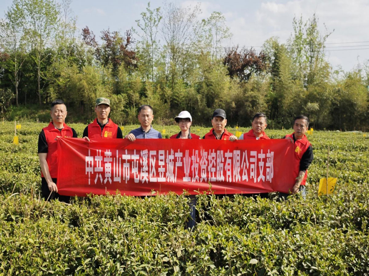昱城產(chǎn)投公司黨支部開展“茶香潤初心，黨旗映茶園”主題黨日活動